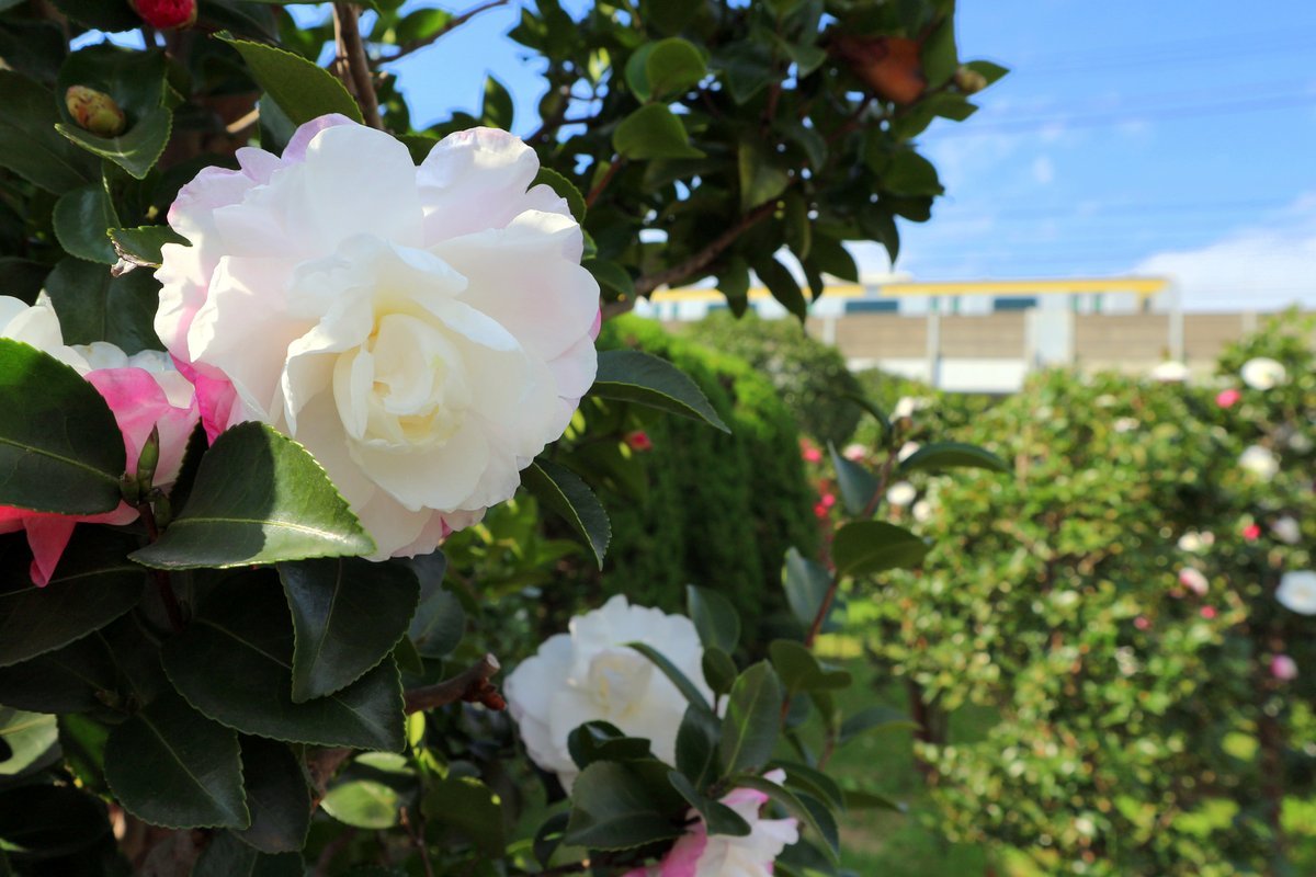 🌳 카메이도 중앙 공원 (카메이도 추오 코엔) 이미지 7